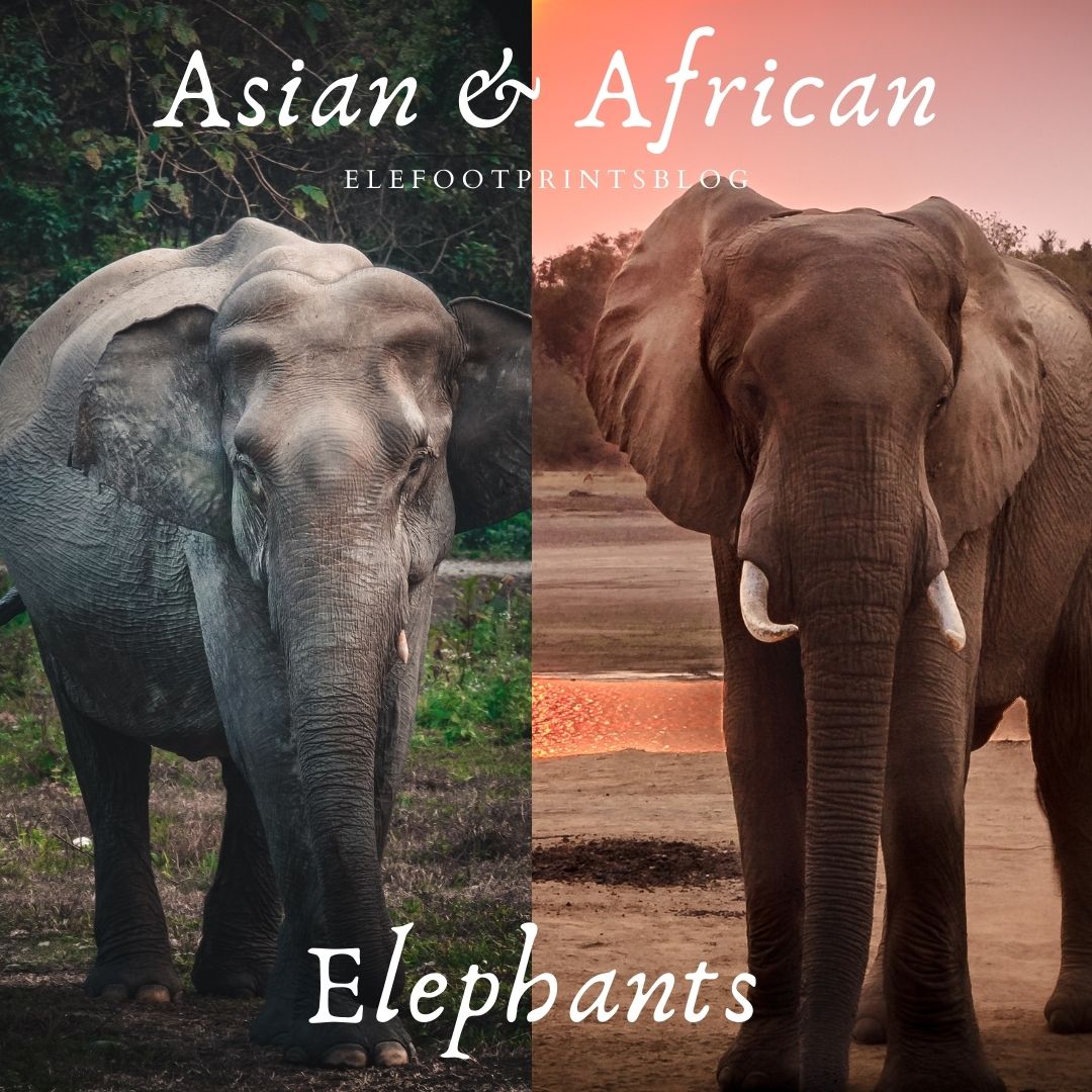 What's the Difference? African Elephants and Asian Elephants