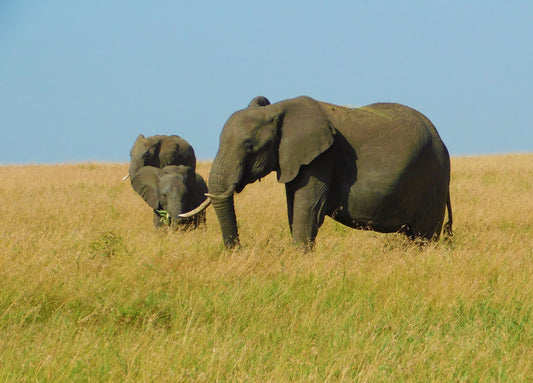 Elephant Sound - What Sound Does an Elephant Make? Listen to a Real Elephant