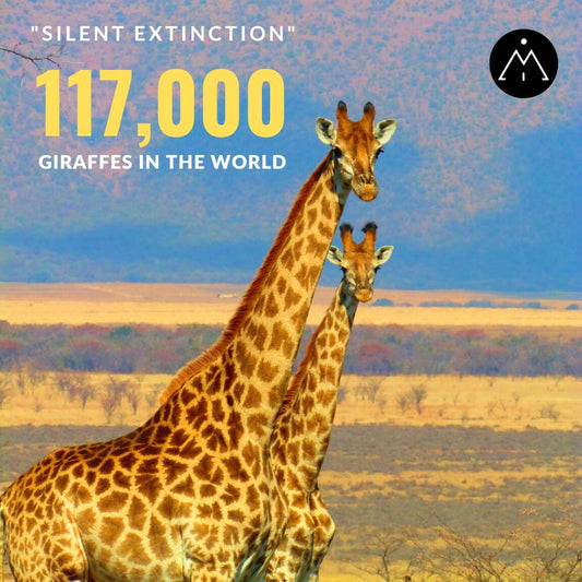 How-many-giraffes-are-left-in-the-world_Mila-Inspired_Picture-of-two-giraffes-in-africa