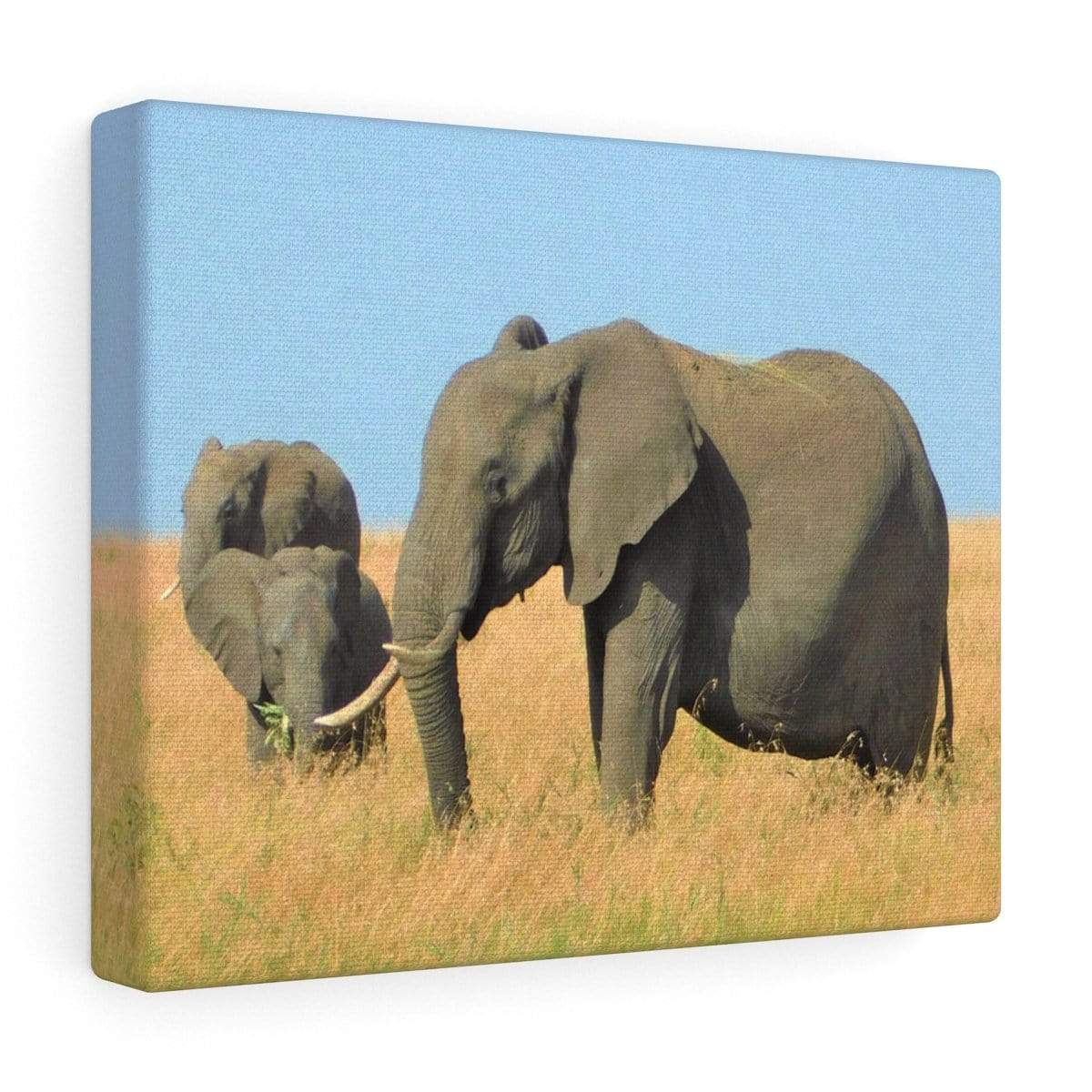 Elephant Canvas Wrap - Elephants Grazing