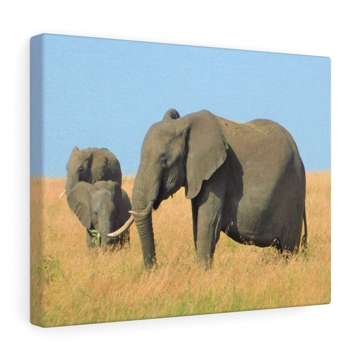 Elephant Canvas Wrap - Elephants Grazing