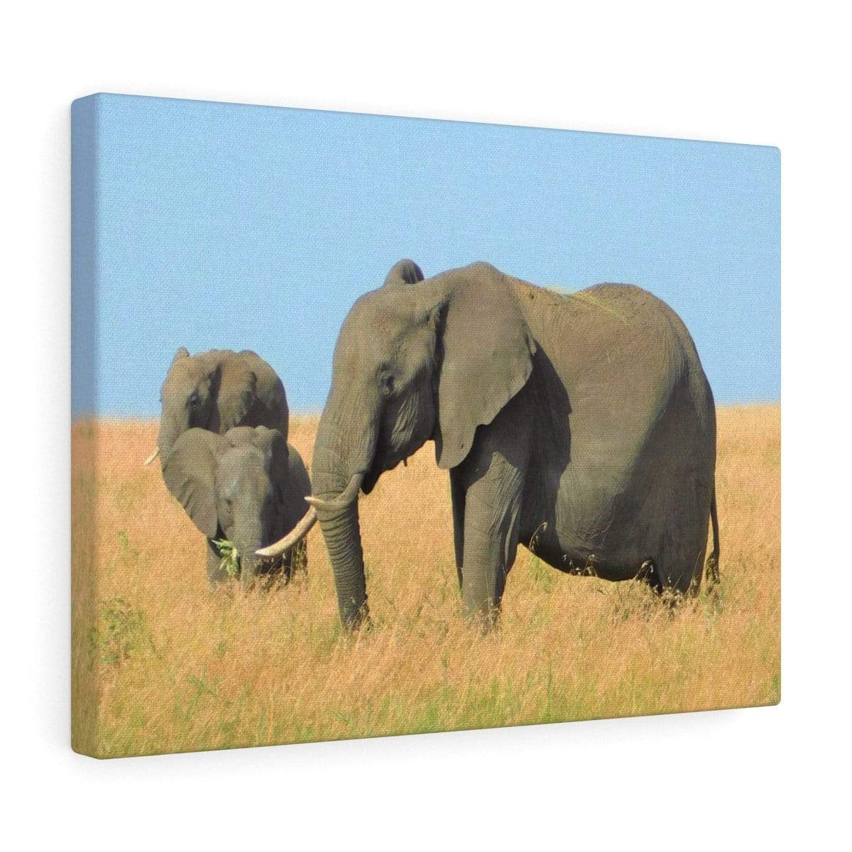 Elephant Canvas Wrap - Elephants Grazing