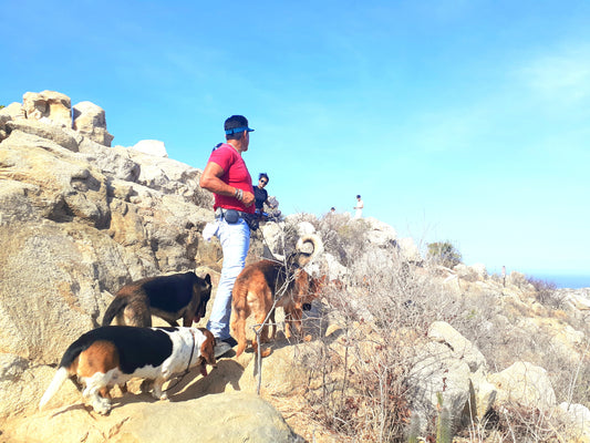 Climbing Dogs of Mount Solmar