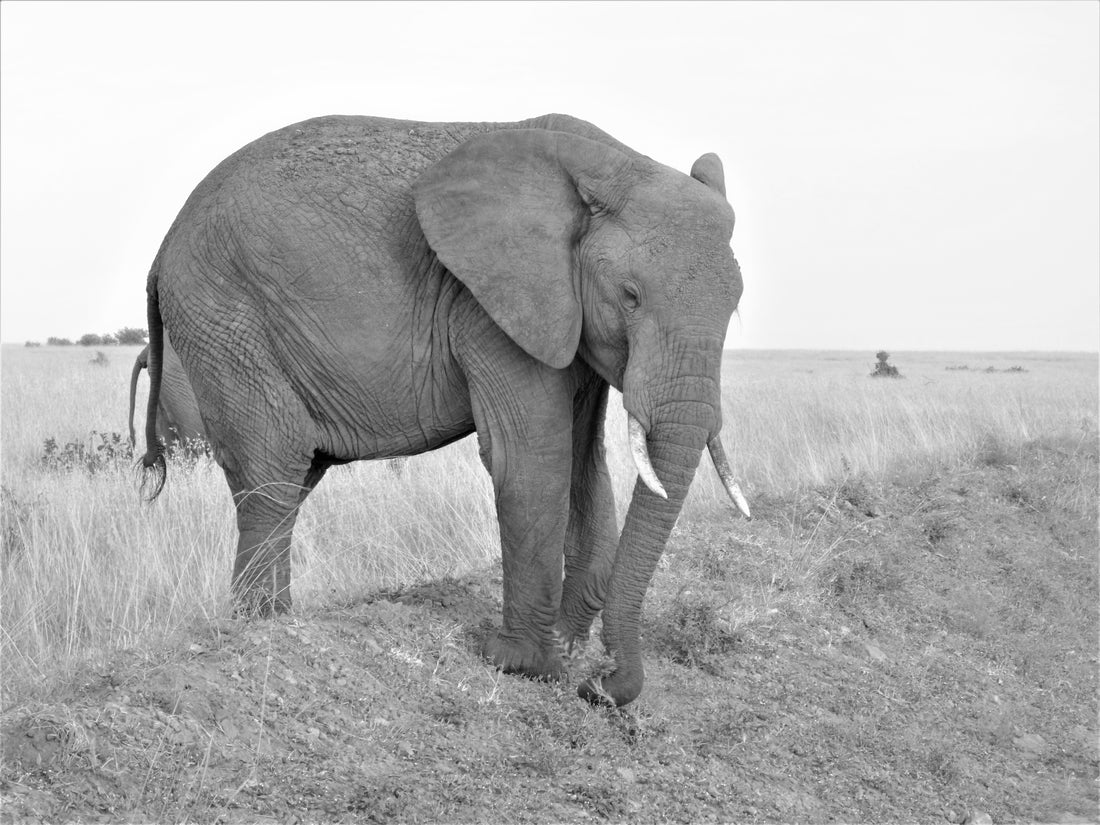 African-Elephant-In-Deep-Thought-Black-and-White_Elefootprints