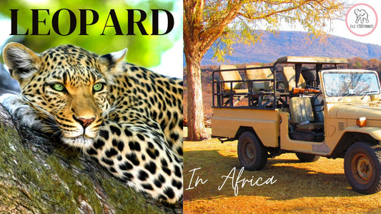 Leopard resting on a tree-safari in Africa-African leopard_Elefootprints-Leopard video and Leopard blog