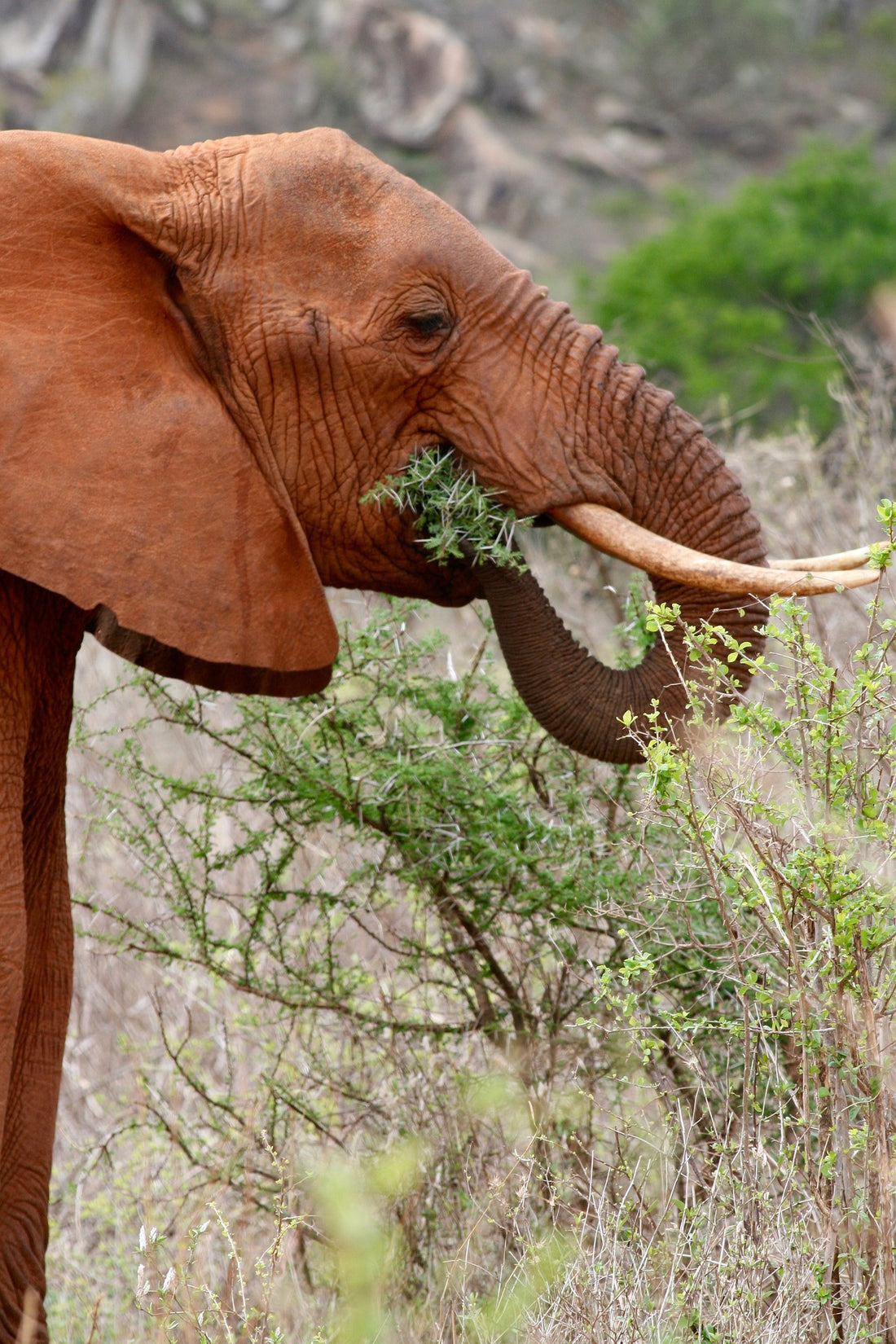 African elephant eating in Kenya _ Image by Christopher Chilton