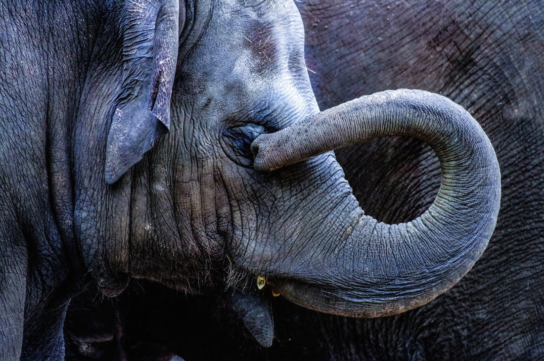 Why Do Elephants Mourn Their Dead? The Science, the Emotion, and the Lesson Behind It