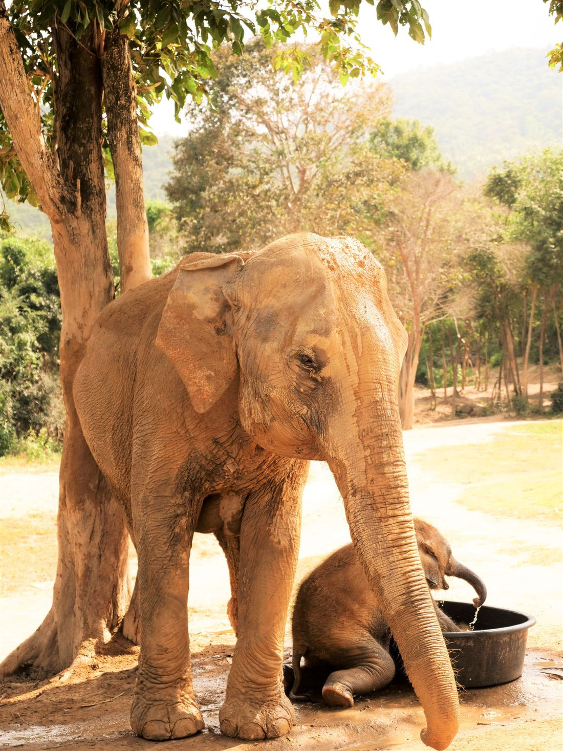 Asian elephants taking a bath - Photo by Katie Hollamby_elefootprints 