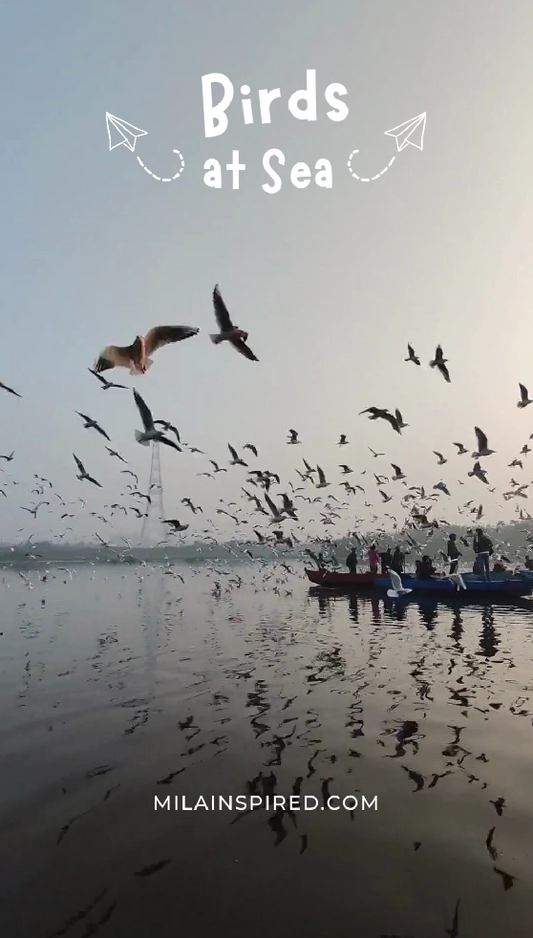Symphony of Wings: A Majestic Gathering of Birds at Sea