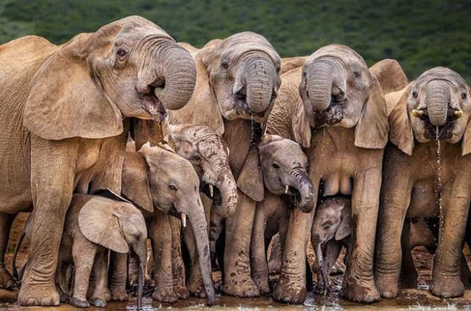 Elephant-Family-drinking water_Elefootprints