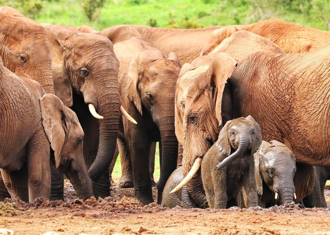 African elephant matriarch leading her herd at a watering hole in the wild savanna, showcasing the strength and wisdom of female elephant leaders in endangered elephant habitats.