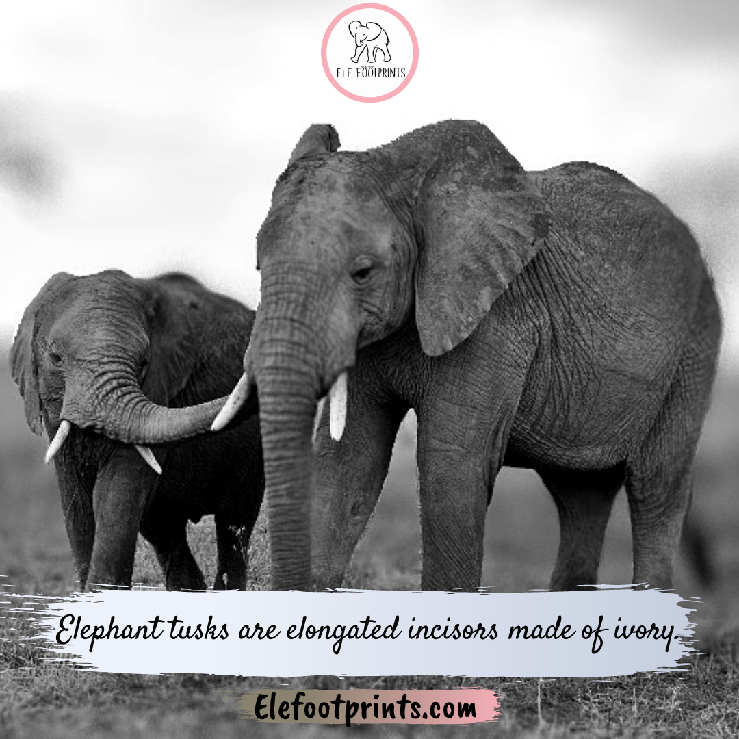 Did you know that Elephant Tusks are Elongated Incisors made of Ivory?
