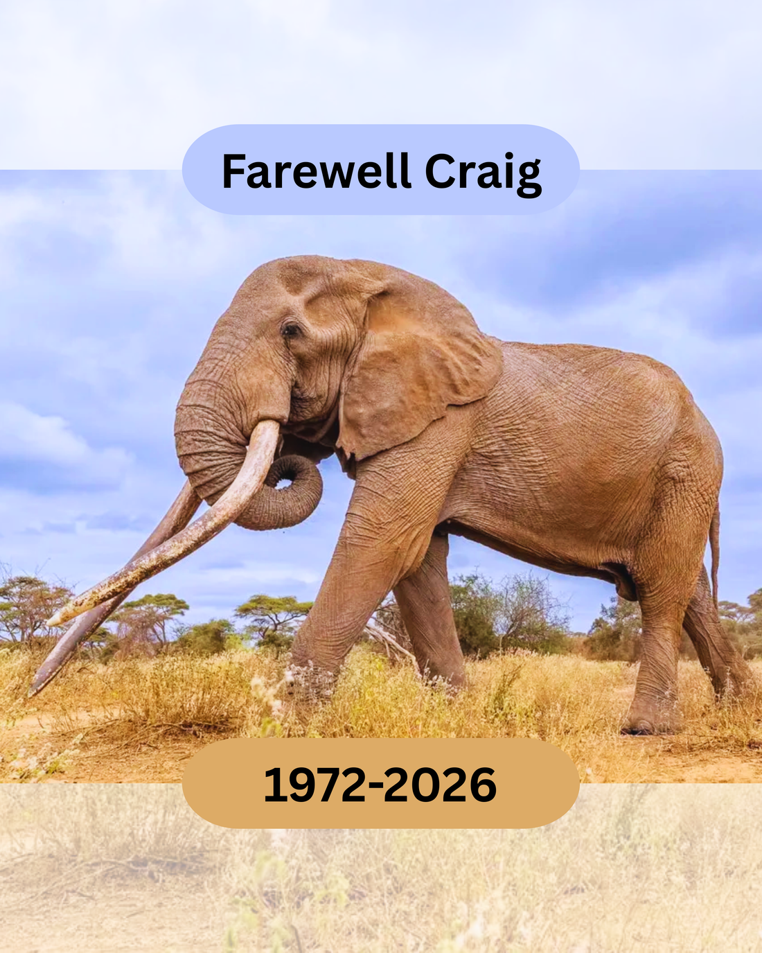 Craig the Super Tusker 1972-2026_Amboseli Kenya
