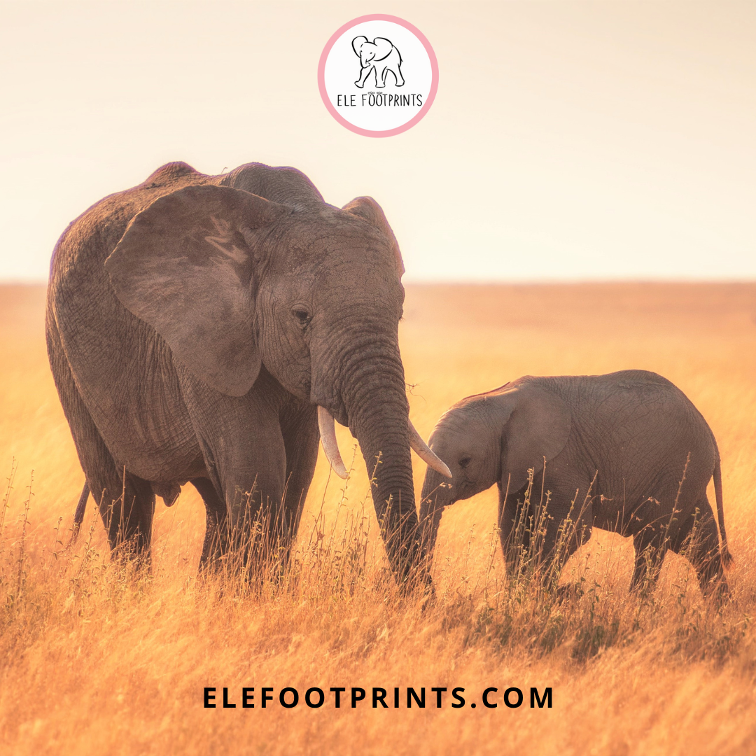elephant-mama-and-baby-African-elephants_Elefootprints