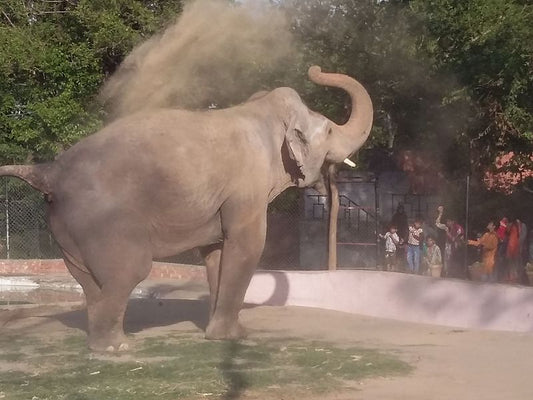 Kaavan-the-worlds-loneliest-elephant-and-Cher