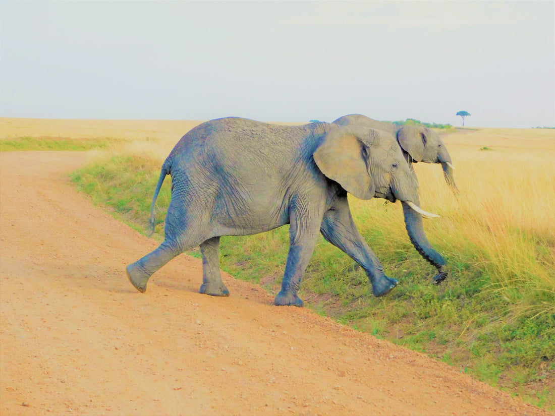 elephants-walking-in-Maasai-Mara-Kenya_Elefootprints