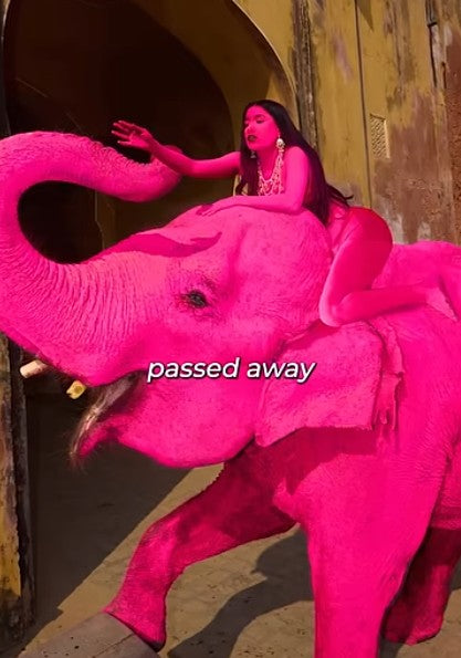 Julia Buruleva is the Russian photographer who mastermined the pink elephant photoshoot
