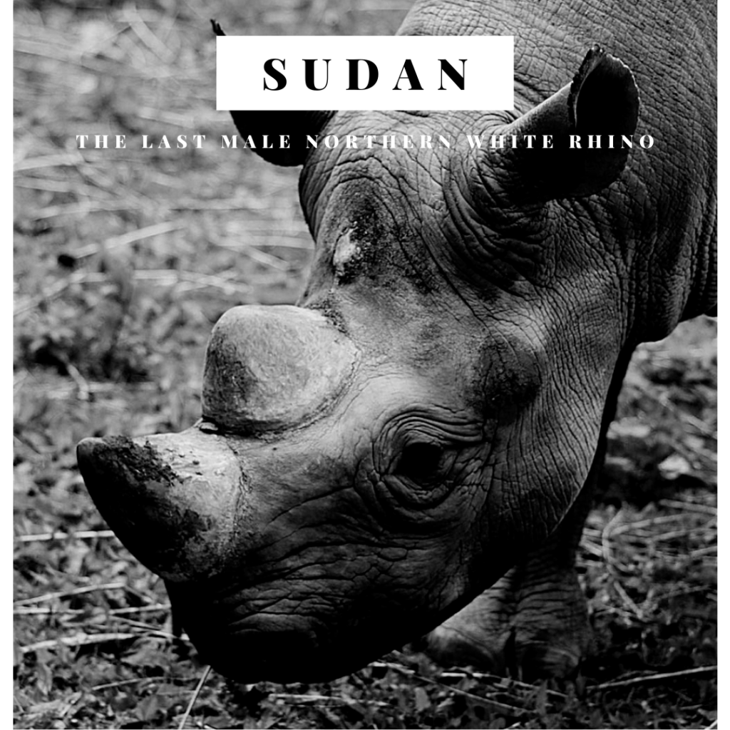 Remembering Sudan, the Last Male Northern White Rhino