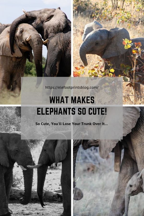 What-makes-elephants-so-cute-Elefootprints