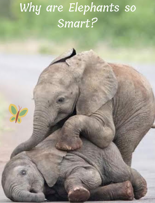 Why-are-elephants-so-smart_two-baby-elephants-wrestling Footprints