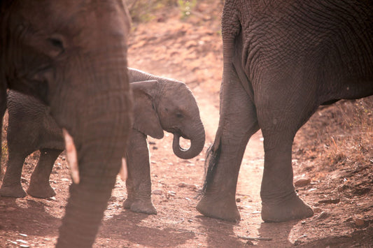 baby elephant sucking on trunk_Elefootprints