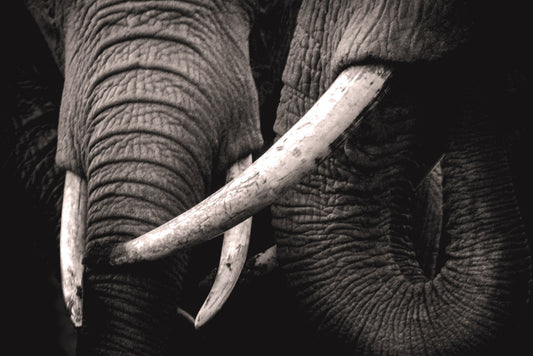 Elephant Tusks -- Photo by Bisakha Datta