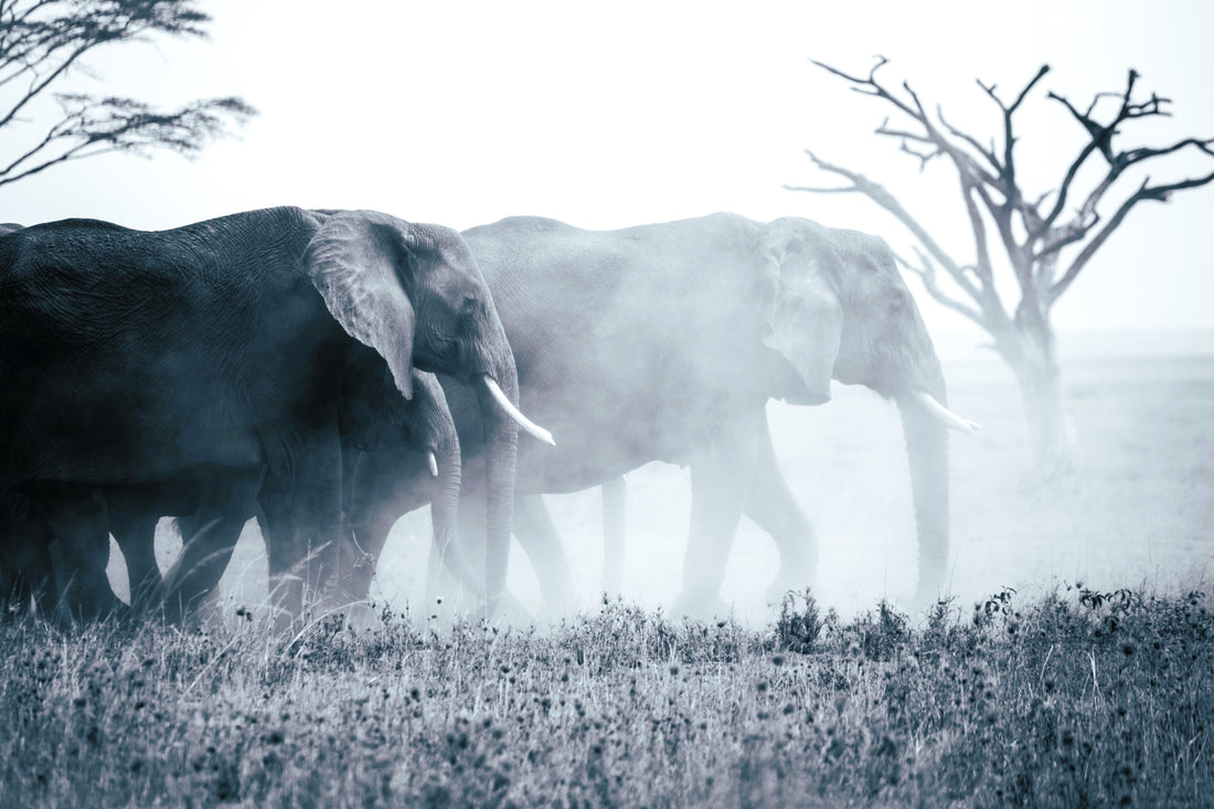 The Way Forward: Lessons from the Elephant Matriarch