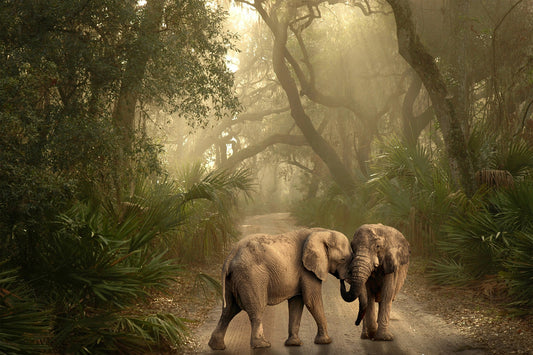 two African elephants close in the wild_Elefootprints