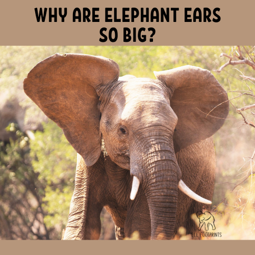 why are elephant ears so big  elefootprints