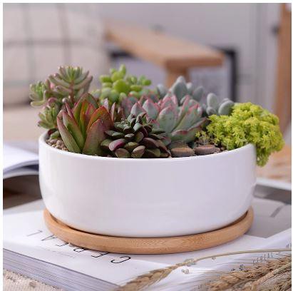 Succulent Planter -Round (Plants not included)