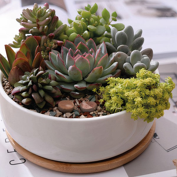 Succulent Planter -Round (Plants not included)