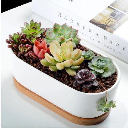 Succulent Planter -Elongated (Plants not included)