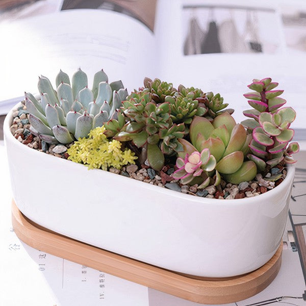 Succulent Planter -Elongated (Plants not included)