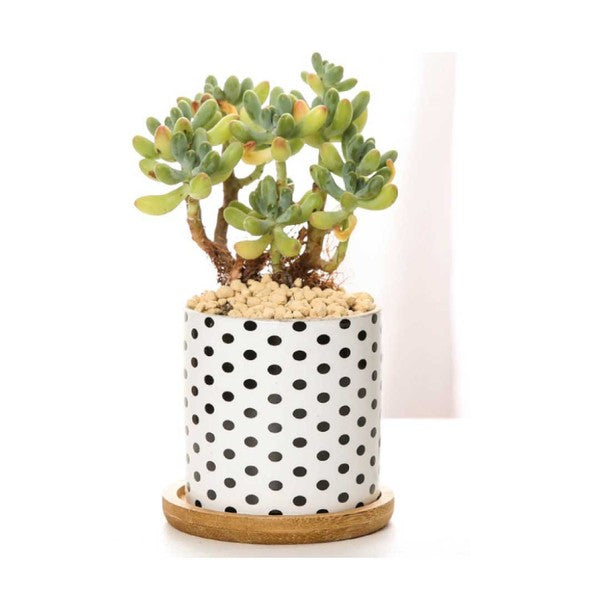 B&W Planters Set of 3 (Plants not included)