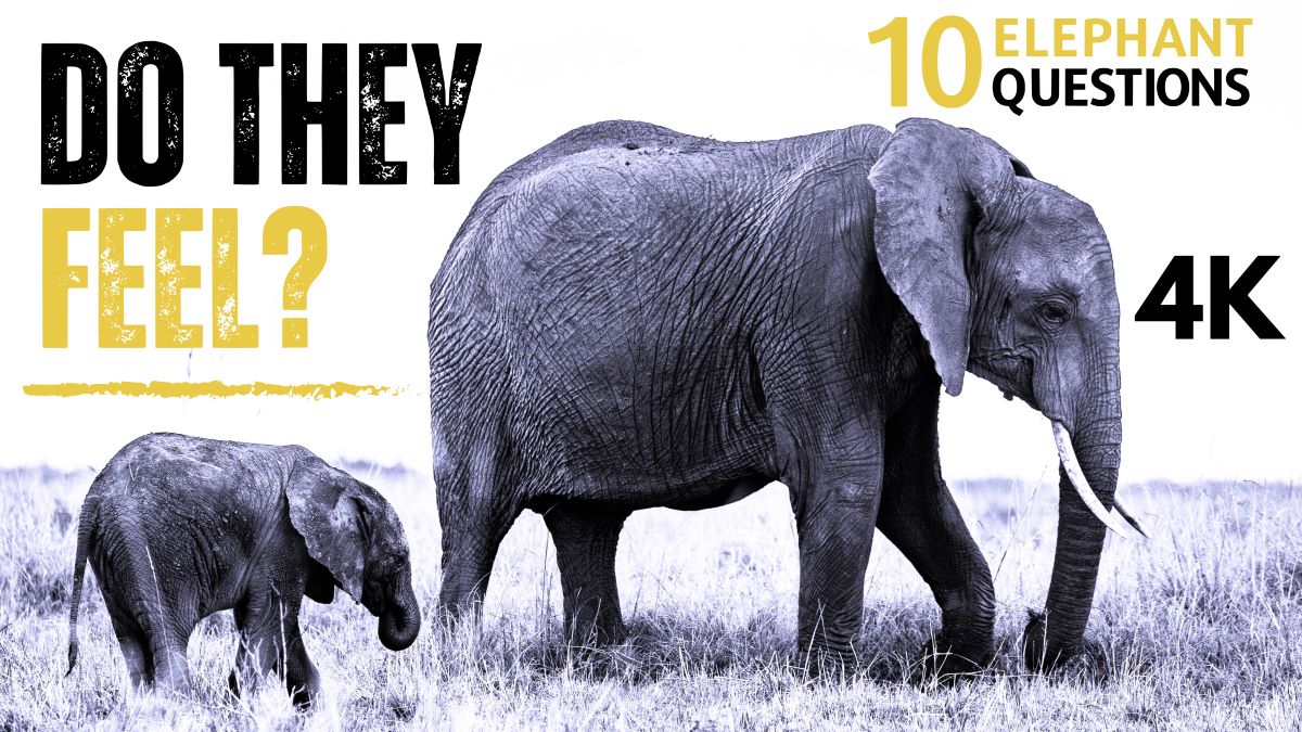 Load video: Save the elephants, free elephants, African elephants